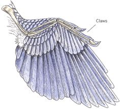 an image of a bird's wing and its parts