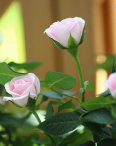 two pink roses with green leaves in the foreground