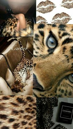 a collage of photos with leopard skin and blue eyes