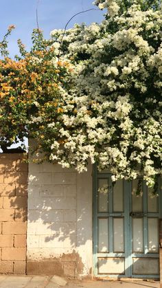 an old door is surrounded by white flowers and green leaves on a tree in front of a brick wall