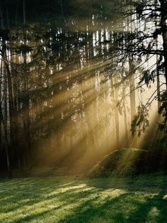 sunbeams shine through the trees in a grassy area with green grass and tall pine trees