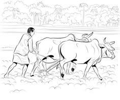 a man is plowing the field with two cows in black and white coloring book page