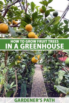 an orange tree with the words how to grow fruit trees in a greenhouse