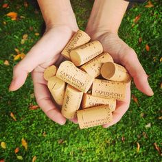 two hands holding several wine corks in the grass