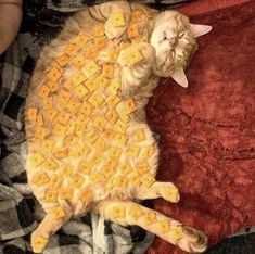 a cat that is laying down with cheese on it's back and eyes closed