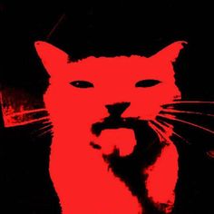 a black and red photo of a cat