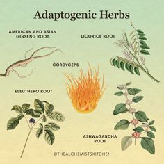 The idea of using tonic remedies to restore balance and health in a person is an ancient idea. The word and concept of an “adaptogen” is a relatively new way of describing a type of remedy commonly found in traditional Chinese (qi and kidney yang tonics), Tibetan, Ayurvedic (Rasayanas), and Native American medicine. The actual word adaptogen was first used by a Soviet scientist, Dr. Nikolai Lazarev. Herbs For Strength, Magickal Herbs, Magic Herbs, Adaptogenic Herbs, Herbal Apothecary, Natural Healing Remedies