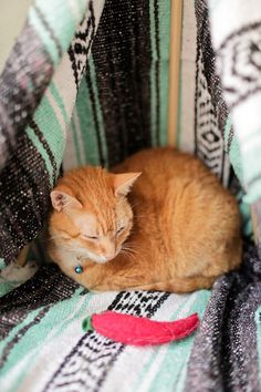 an orange cat sleeping on top of a blanket