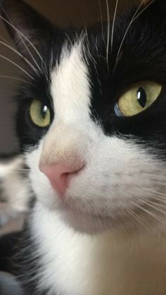 a black and white cat with yellow eyes