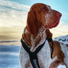 a brown and white dog standing in the snow