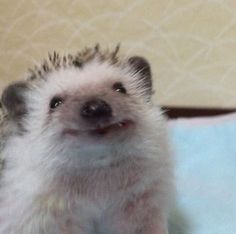 a small hedgehog sitting on top of a blue blanket next to a wall and looking up at the camera