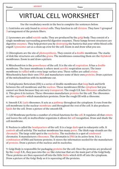 a text description for the virtual cell worksheet, which includes instructions and examples