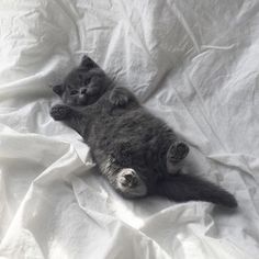 a small kitten laying on top of a white sheet