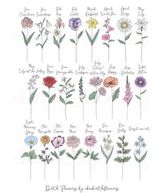 an illustration of flowers with the names of each flower and their stems in different colors