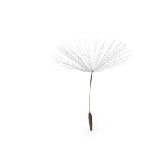 a dandelion flower on a white background with clippings to the side