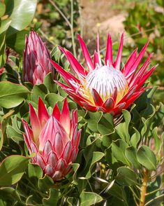 two red and yellow flowers with green leaves in the foreground on a sunny day