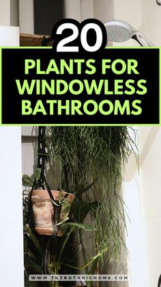 Top plants for your shower including ideas for windowless bathroom plants and orchid in bathroom ideas for small bathroom ideas windowless. Indoor Plants South Facing Window, Bathroom Wall Plant Decor, Plants Bathroom No Window, Bathroom Faux Plants, Plants For Windowless Bathroom, Bathroom With Window Ideas, Plants In Bathroom No Window, Bathroom Without Windows Ideas, Plants For Bathroom With No Windows