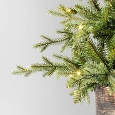 a potted christmas tree with lights on it