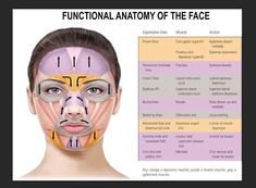 Face Muscles Anatomy, Anatomy Of The Face, Liner Techniques, Facial Peels, Anatomy Muscles, Hydration Tips, Blush Application, Muscles Of The Face