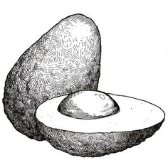 an avocado is shown in this black and white drawing, vintage line drawing or engraving