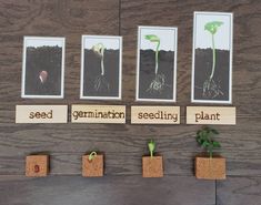 seed germins are displayed on wooden blocks