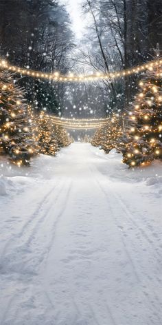 a snowy path lined with christmas trees and lights