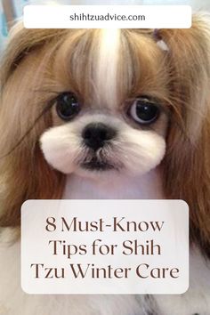 a small white and brown dog with long hair on it's head, text reads 8 must - know tips for shih tzu winter care