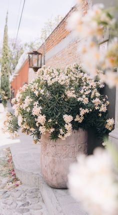 white flowers are in a large vase on the side of a building next to a sidewalk