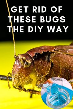 a close up of a bug on a yellow surface with the words get rid of these bugs the diy way