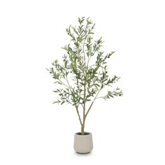 an olive tree in a pot on a white background