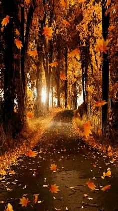 an empty road surrounded by trees with leaves on the ground and sun shining through them