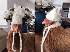 two pictures of a chicken wearing a knitted hat