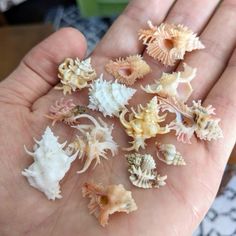 small sea shells are in the palm of someone's hand