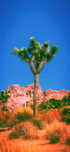 a small tree in the middle of a desert