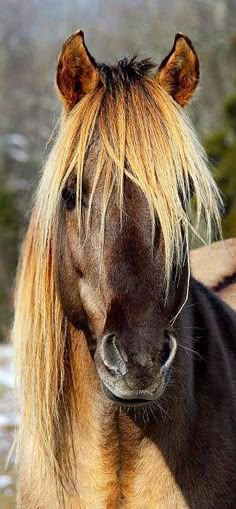 a brown and black horse with blonde hair