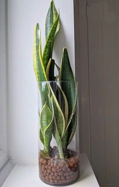 a plant in a glass vase sitting on a window sill next to rocks and gravel