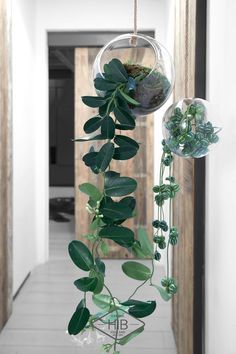 an air plant hanging from the ceiling in a hallway