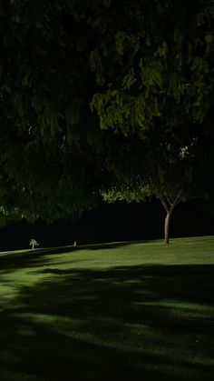 two people are sitting under the shade of trees on a grassy field at night time