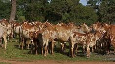 a herd of cattle standing next to each other on a lush green grass covered field