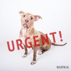 a dog is holding a sign with the word urgent in it's mouth