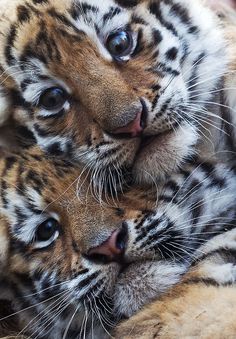 two white tiger cubs cuddle together in black and white