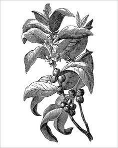 an old fashioned black and white drawing of berries on a tree branch royalty - art illustration