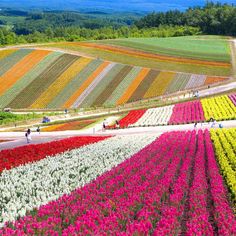 an aerial view of colorful tulips and other flowers in the field with people walking by