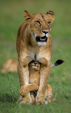 a mother lion and her cub walking in the grass