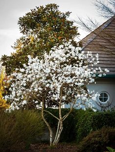 a tree with white flowers in front of a house