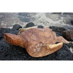 a sea turtle is laying on the rocks