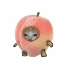 an animal that is inside of a peach