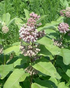 some pink and white flowers are in the middle of green plants with large leaves on them