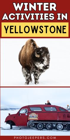 two pictures with the words winter activities in yellowstone, and an image of a bison