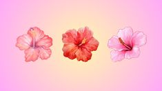 three pink flowers on a yellow and pink background, with one flower in the middle